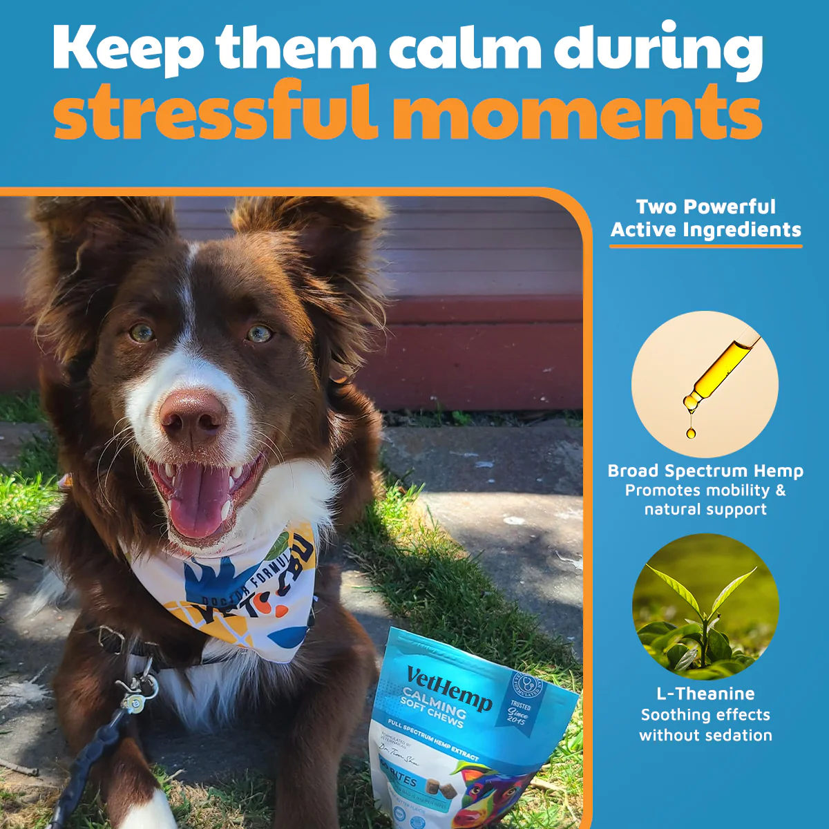 VetHemp Calming Chews for Dogs - Image 16